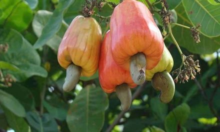 Reputable Vietnam Cashew Nut Exporter Kimmy Farm Pioneers Vietnam’s Cashew Industry